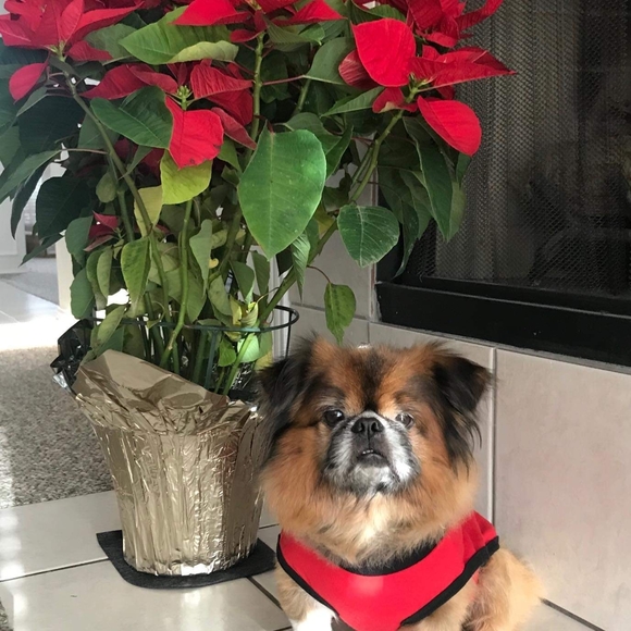 Meet your Posher, Thu - Picture 1 of 1